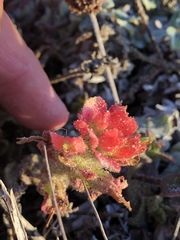 Castilleja latifolia
