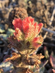 Castilleja latifolia