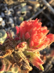 Castilleja latifolia