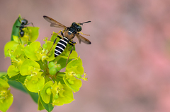 Eucerceris flavocincta