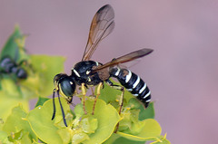 Eucerceris flavocincta