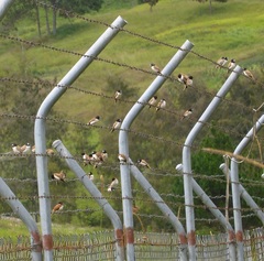 Lonchura spectabilis