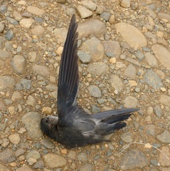 Collocalia esculenta