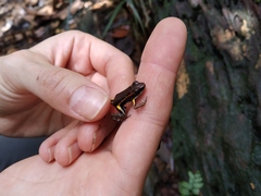 Epipedobates boulengeri