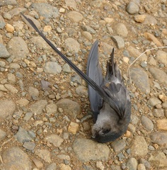 Collocalia esculenta