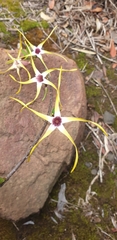 Strophanthus gerrardii