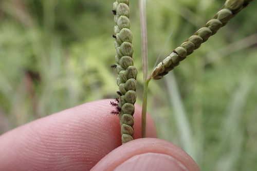 Paspalum scrobiculatum observed 2025-07-10