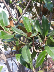 Magnolia grandiflora