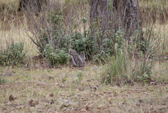 Sciurus nayaritensis