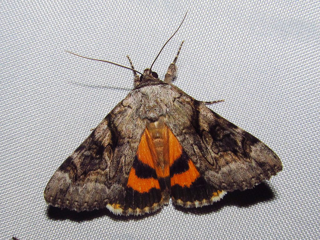 Three-staff Underwing