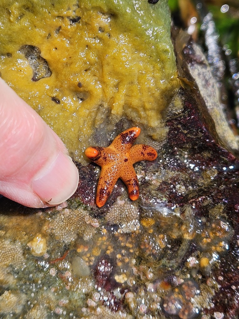 Dwarf Mottled Henricia