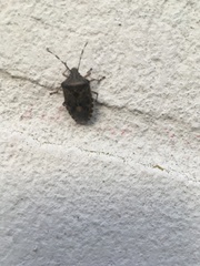 Rhaphigaster nebulosa