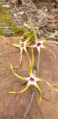 Strophanthus gerrardii