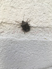 Rhaphigaster nebulosa