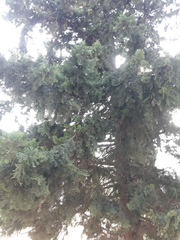 Cupressus