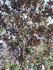 Magnolia grandiflora