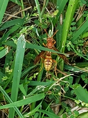 Polistes apachus texanus
