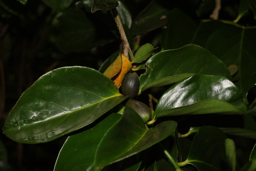 Gonocaryum observed 2025-07-15