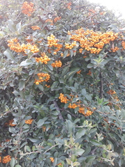 Pyracantha coccinea