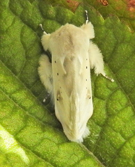 Naroma varipes