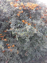Pyracantha coccinea