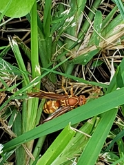 Polistes apachus texanus