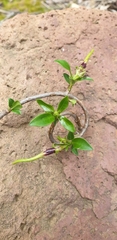 Strophanthus gerrardii