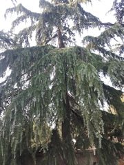 Cedrus deodara