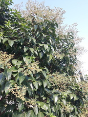 Ligustrum lucidum