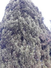 Juniperus scopulorum
