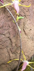 Strophanthus gerrardii