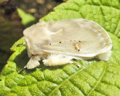 Naroma varipes