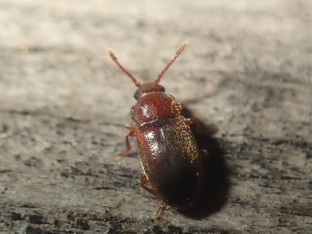 Flat bark beetle