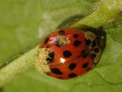 Harmonia axyridis