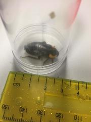 Pseudoderopeltis albilatera