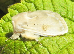 Naroma varipes