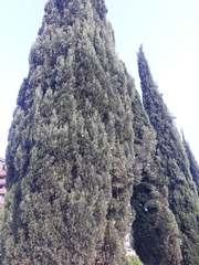 Juniperus scopulorum