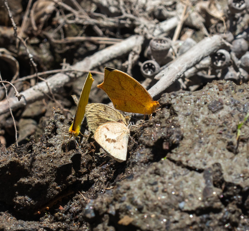 Eurema nigrocincta