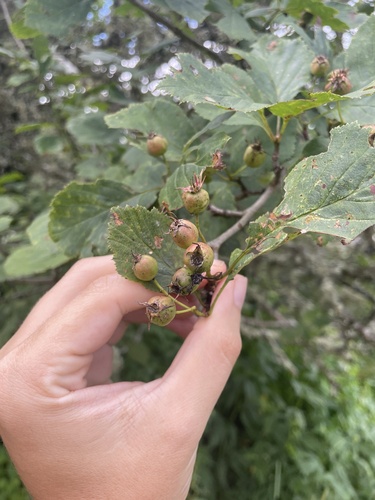 Balsam Mountain Hawthorn (Crataegus oreophila)