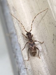 Stenhomalus taiwanus