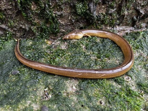 Burrowing snake eel (Pisodonophis cancrivorus) — Ophichthidae — 2