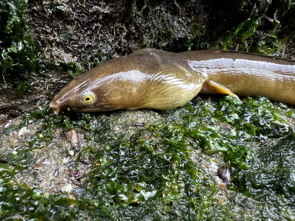 Burrowing snake eel (Pisodonophis cancrivorus) — Ophichthidae
