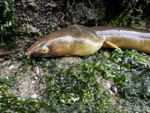 Burrowing snake eel (Pisodonophis cancrivorus) — Ophichthidae