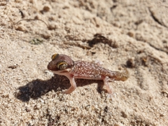 Pachydactylus austeni