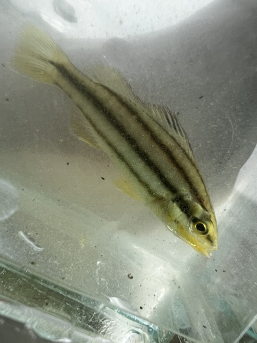 Grunter (Terapon puta) — Terapontidae — 3