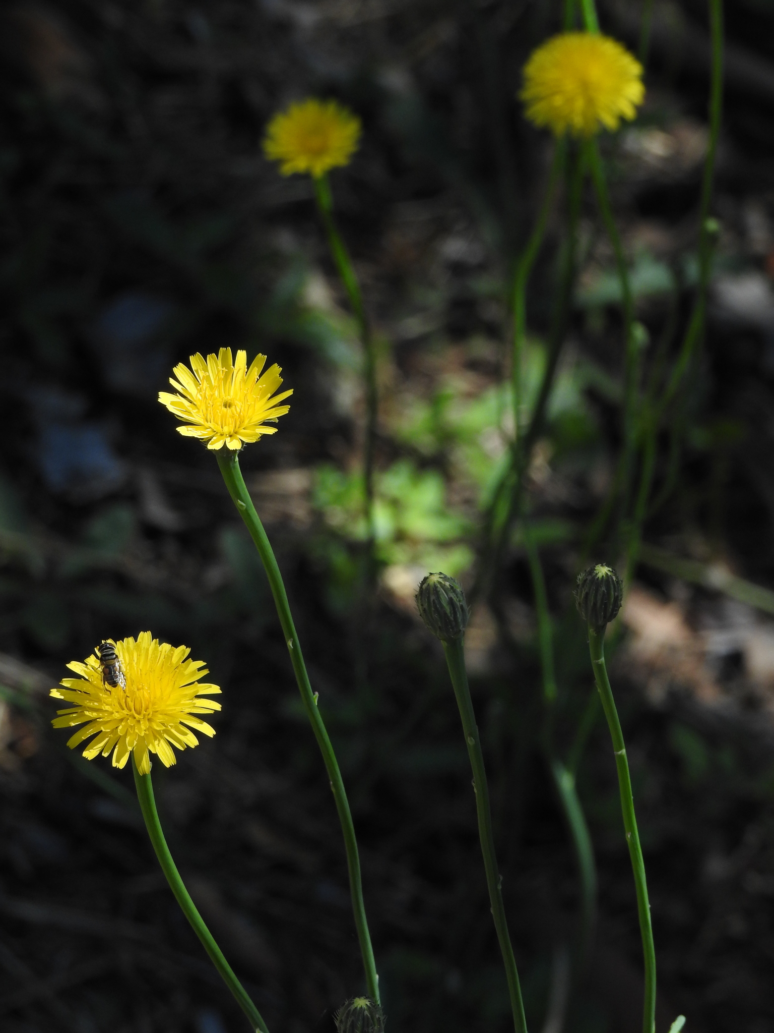 Hypochaeris radicata
