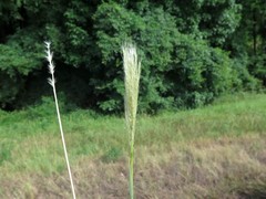 Bothriochloa barbinodis perforata