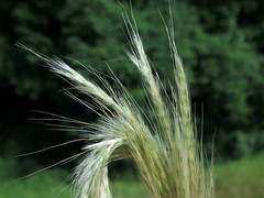 Bothriochloa barbinodis perforata