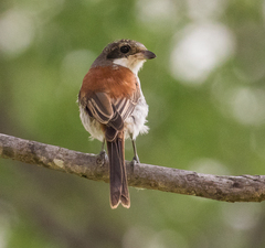 Burmese Shrike photo 4