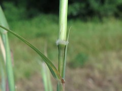 Bothriochloa barbinodis perforata